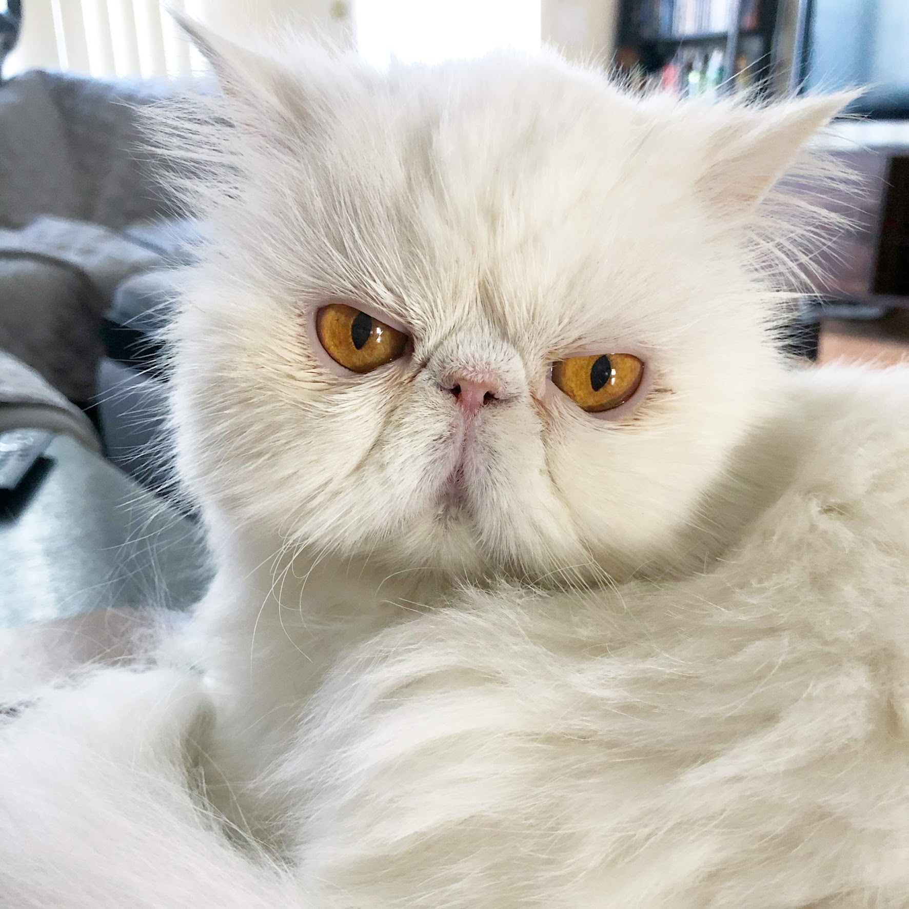 Brimley, a white Persian cat with golden eyes